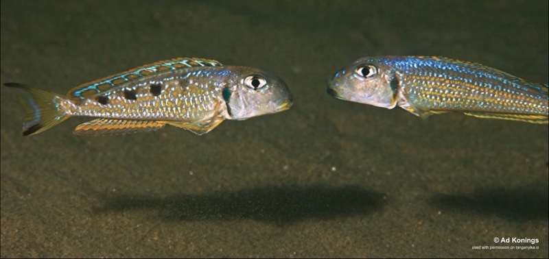 Xenotilapia singularis & Xenotilapia ochrogenys 'Kalya'